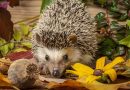 Prickles Hedgehog